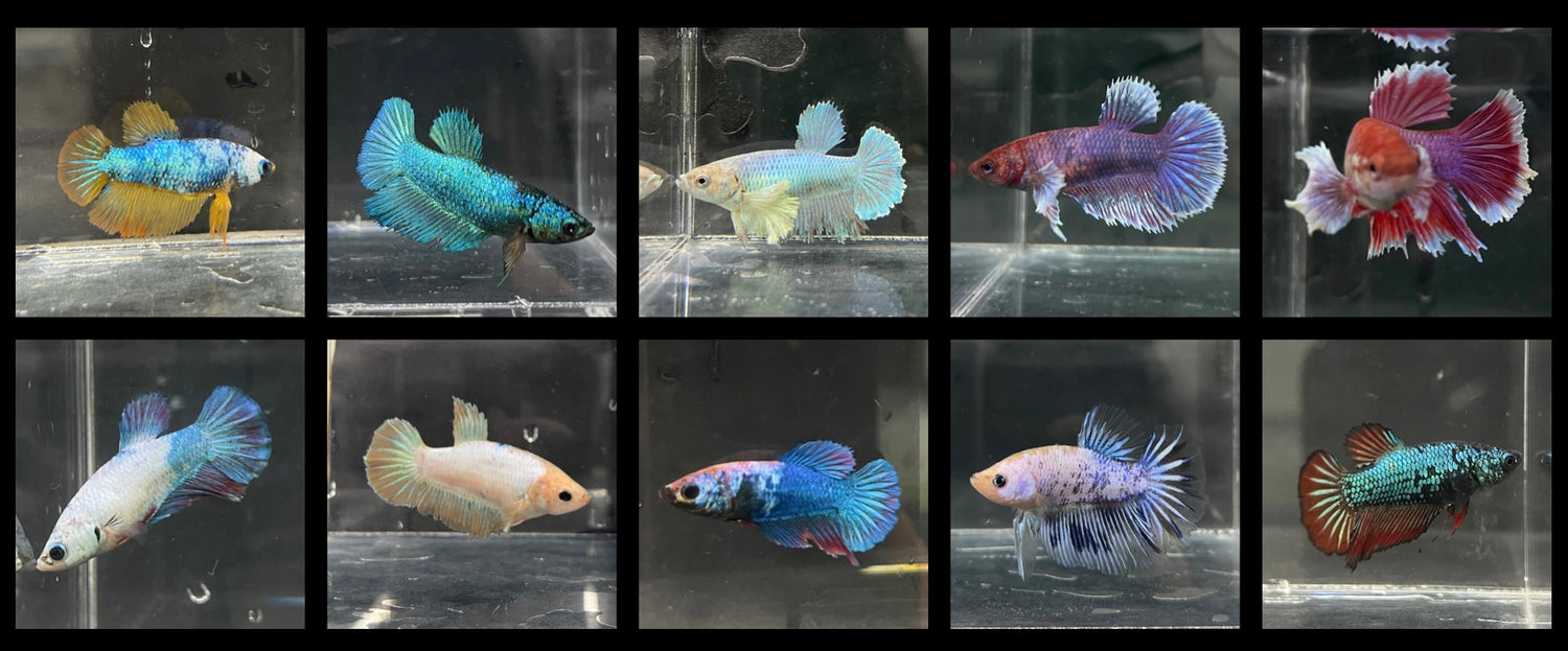 FEMALE BETTAS