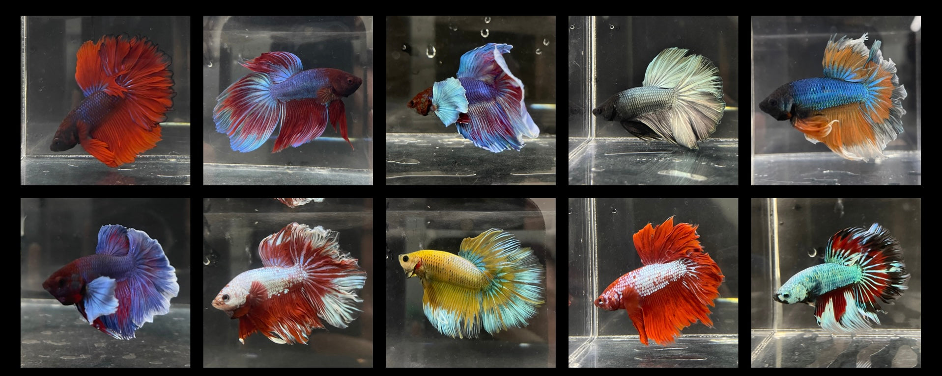 MALE BETTAS