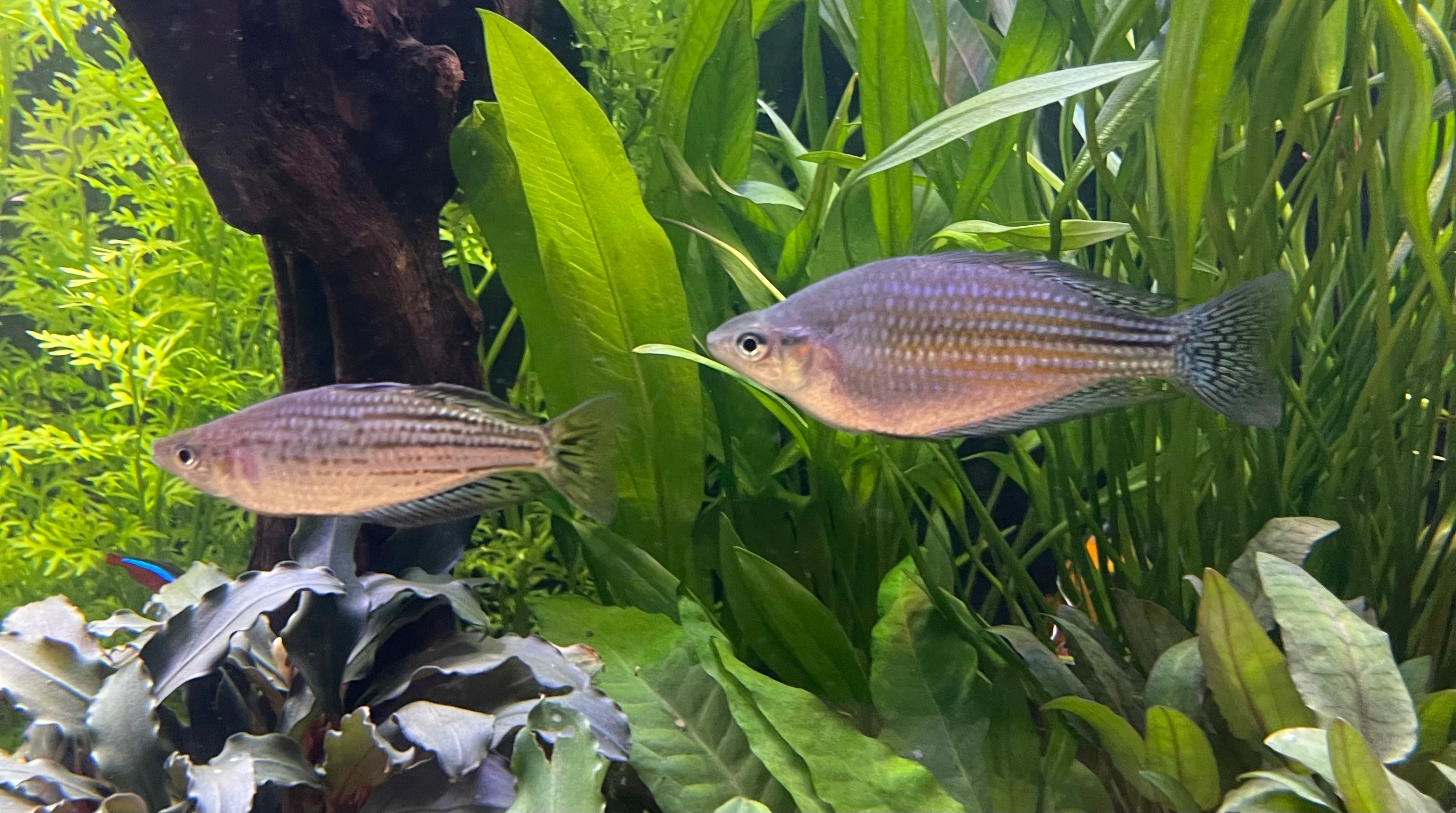 AUSTRALIAN NATIVE FISH
