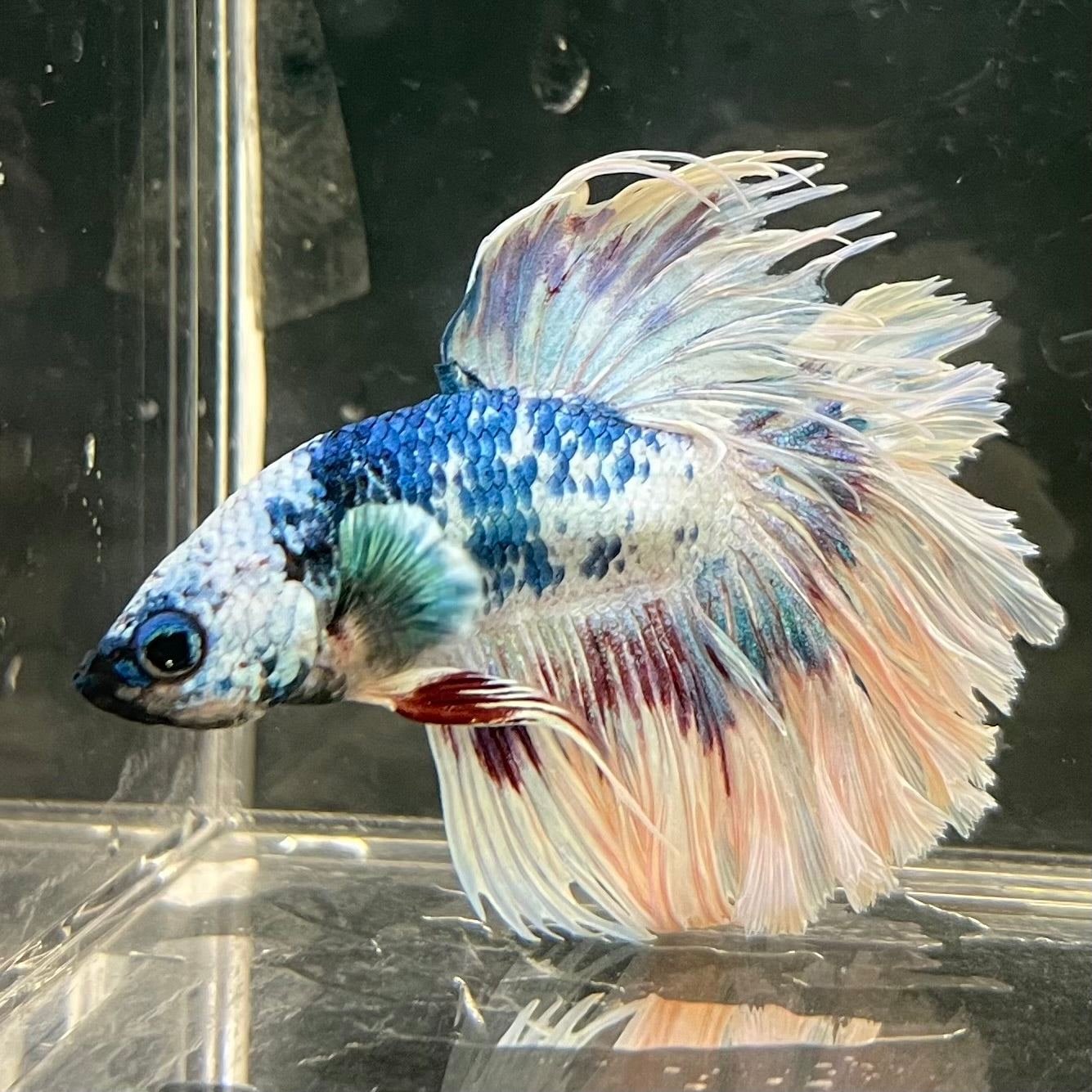Male Betta - One Only - 12