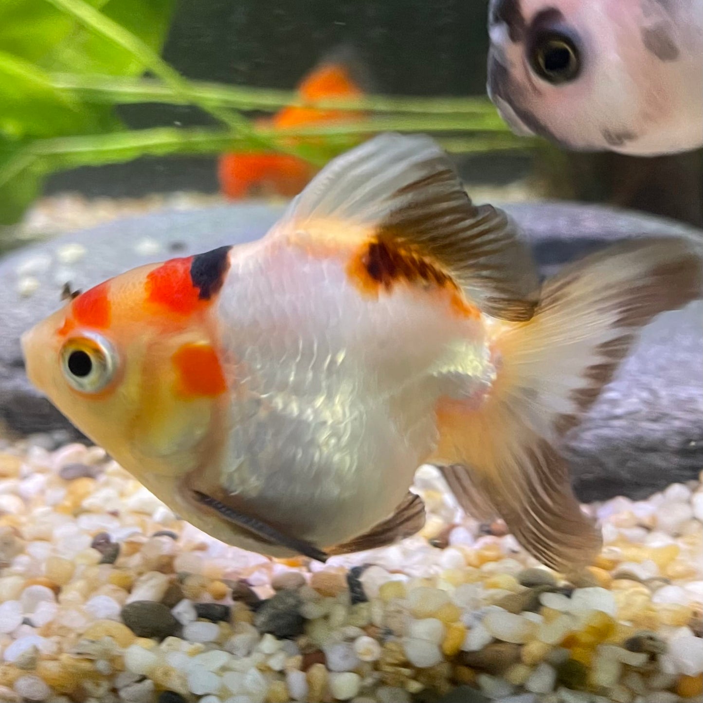 Ryukin Goldfish - one only - 2