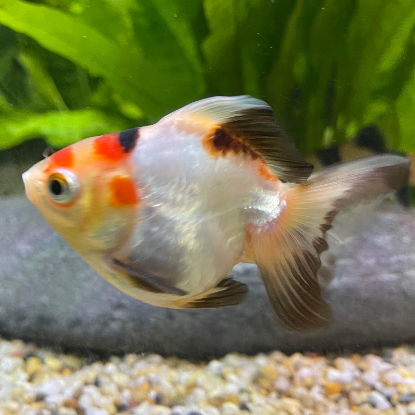 Ryukin Goldfish - one only - 2