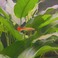 Ribbon Guppy - Female 3-4cm