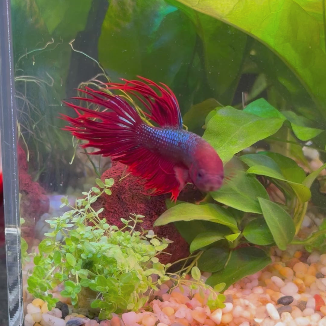 Crowntail Betta - Male Red 6cm