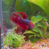 Load and play video in Gallery viewer, Crowntail Betta - Male Red 6cm