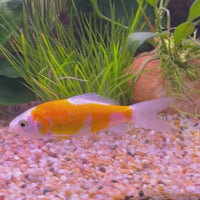 Comet Goldfish - Assorted Colours
