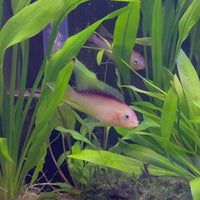 Apistogramma Agassizii "Gold" American Cichlid 4-5cm