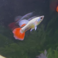 Santa Claus Dumbo (Elephant Ear) Guppy - Male 3-4cm