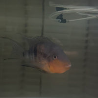 Firemouth Cichlid - American Cichlid - Male