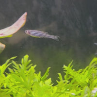 Zebra Danio