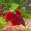 Load and play video in Gallery viewer, Male Red Bettas for sale in Australia at Scapeshop