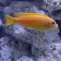 Red Zebra African Cichlid