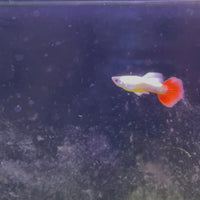 Santa Claus Dumbo (Elephant Ear) Guppy - Male 3-4cm