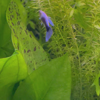 Blue Neon Guppy - Male 3-4cm