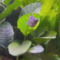 Balloon Molly - Assorted Colours 3-4cm