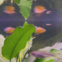 Dwarf Honey Gourami 3-4cm