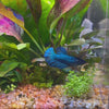 Load and play video in Gallery viewer, Betta - Female Assorted Colours
