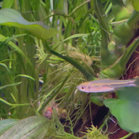 Scissortail Rasbora 2.5-4cm