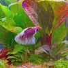 Load and play video in Gallery viewer, Dumbo Halfmoon Betta - Male Assorted Colour 6cm