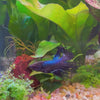 Load and play video in Gallery viewer, Black Crowntail Male Betta
