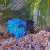 Load and play video in Gallery viewer, Betta - Male Blue 6cm