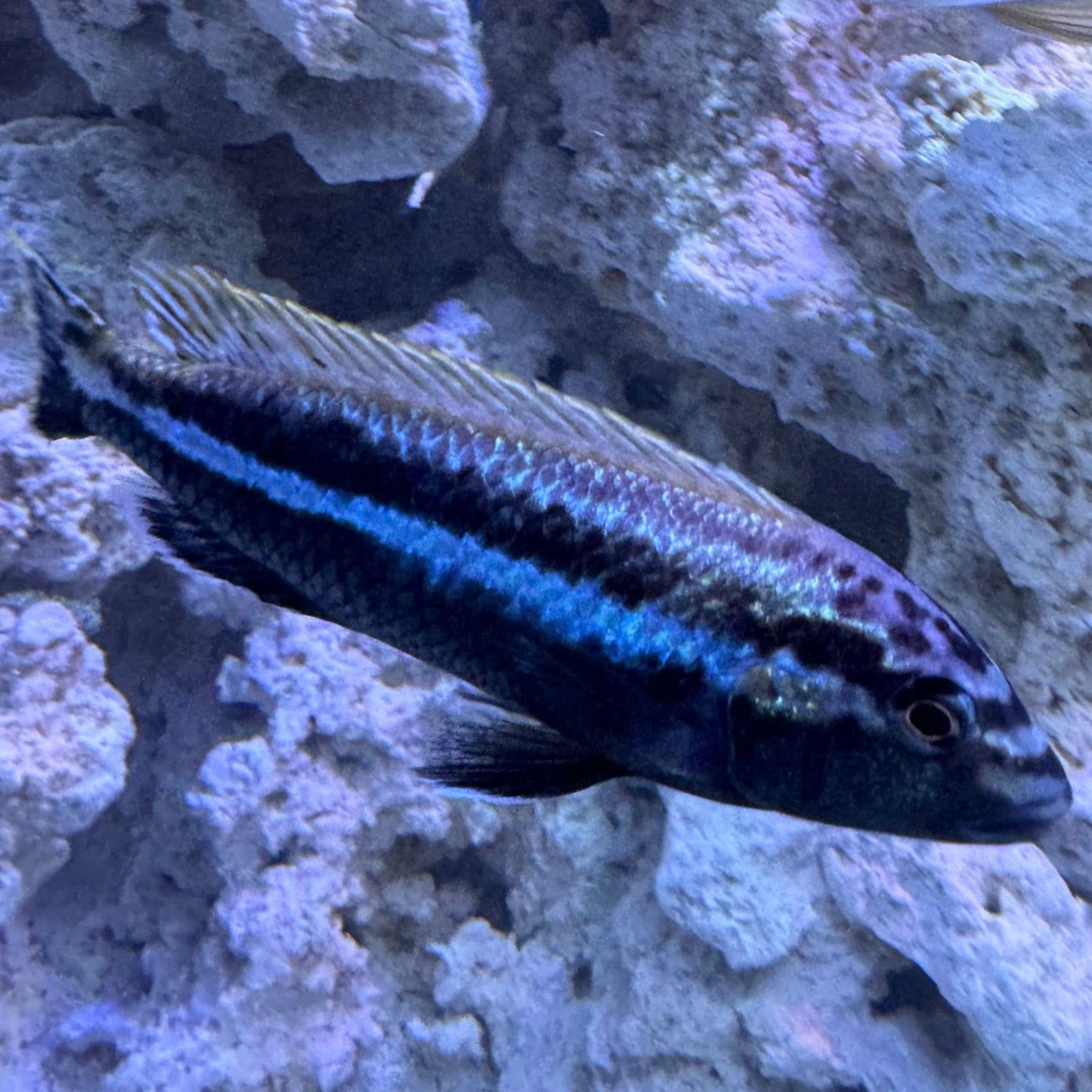 the-fish-farm African Cichlid Auratus African Cichlid Auratus African Cichlid - The Fish Farm