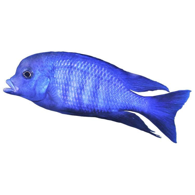 the-fish-farm African Cichlid Blue Moorii Cichlid - Blue Dolphin African Cichlid Blue Moorii - The Fish Farm