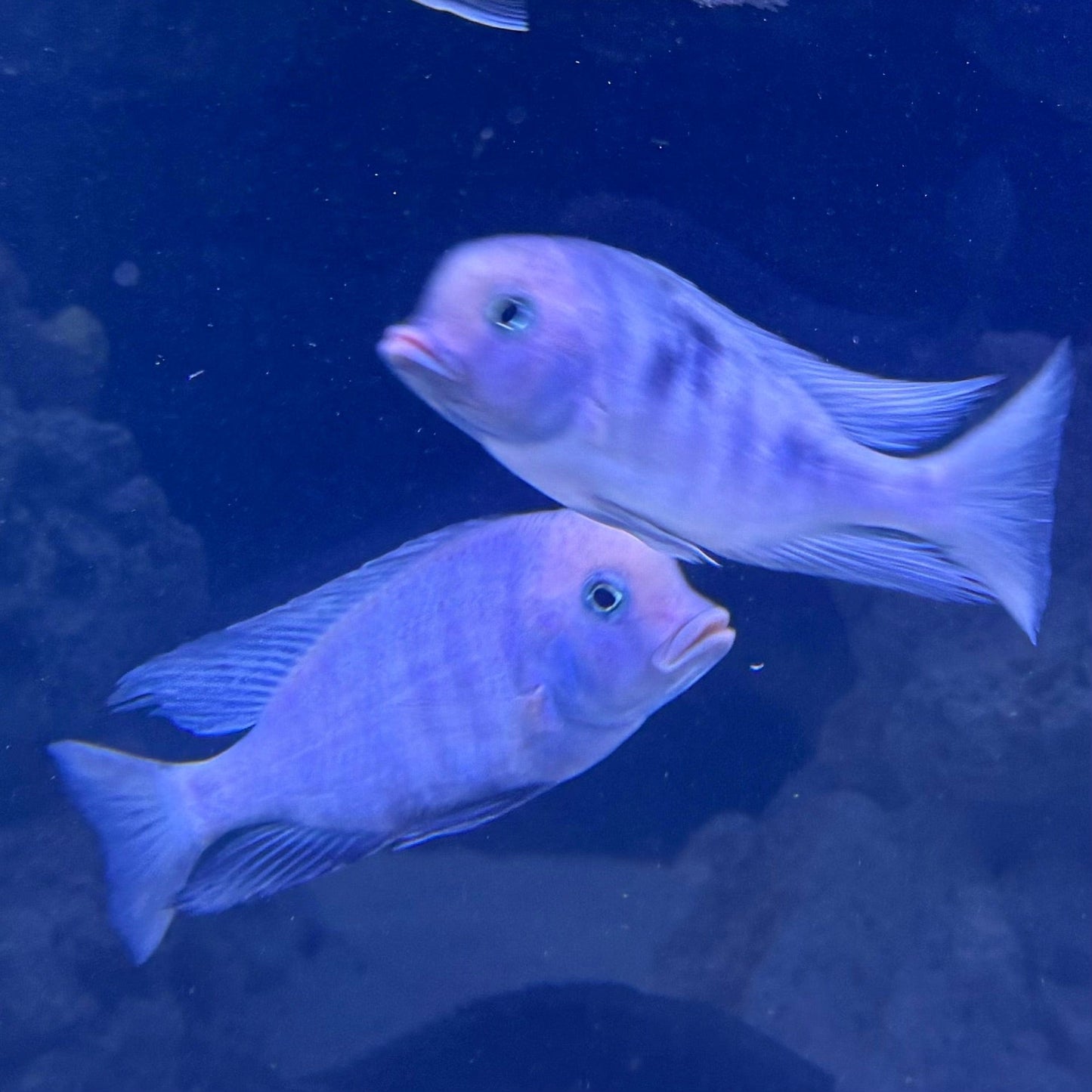 the-fish-farm African Cichlid Blue Moorii Cichlid - Blue Dolphin African Cichlid Blue Moorii - The Fish Farm