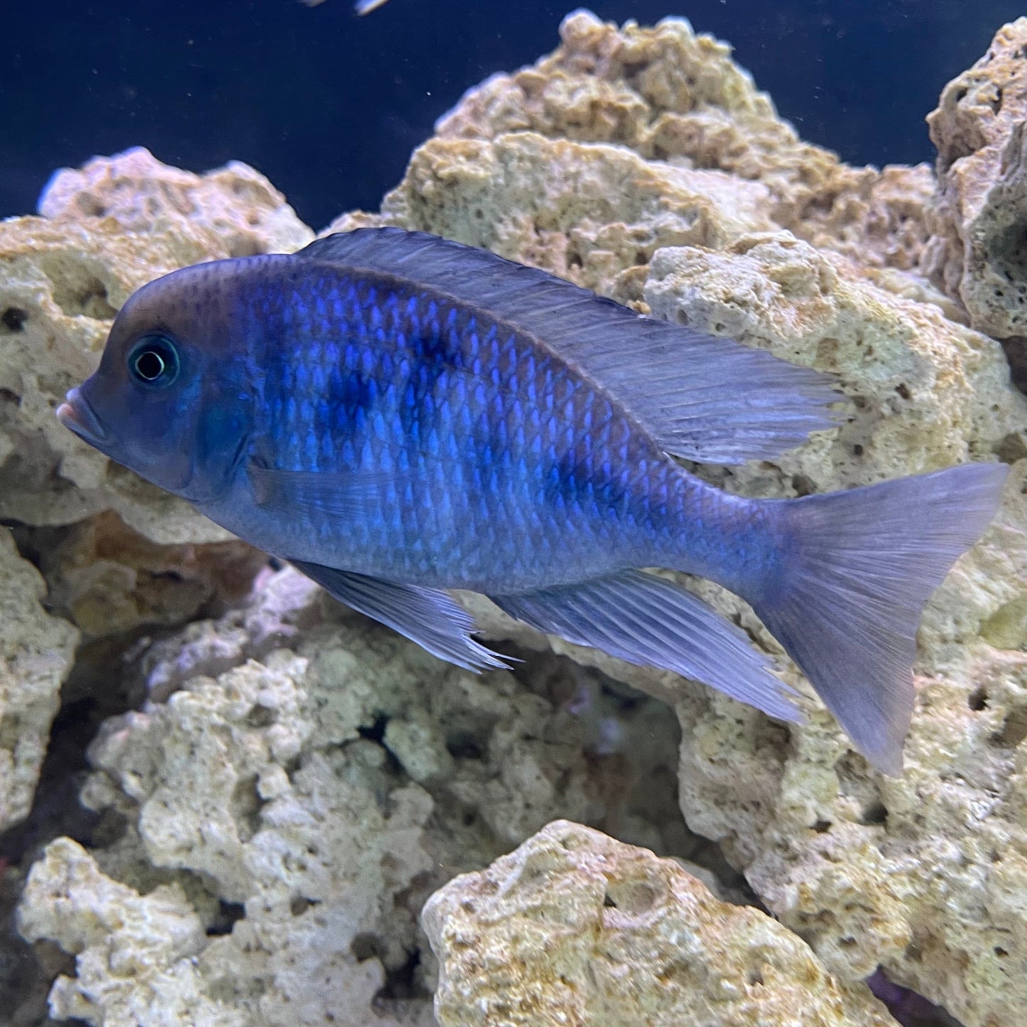 the-fish-farm African Cichlid Blue Moorii Cichlid - Blue Dolphin African Cichlid Blue Moorii - The Fish Farm