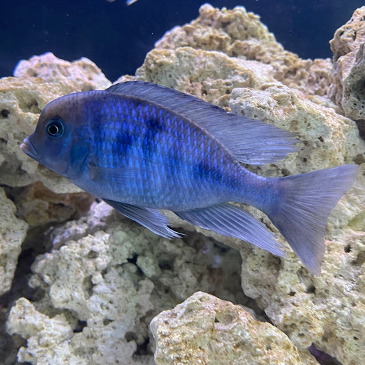 the-fish-farm African Cichlid Blue Moorii Cichlid - Blue Dolphin African Cichlid Blue Moorii - The Fish Farm