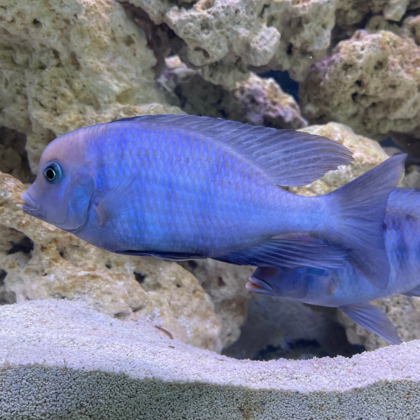 the-fish-farm African Cichlid Blue Moorii Cichlid - Blue Dolphin African Cichlid Blue Moorii - The Fish Farm