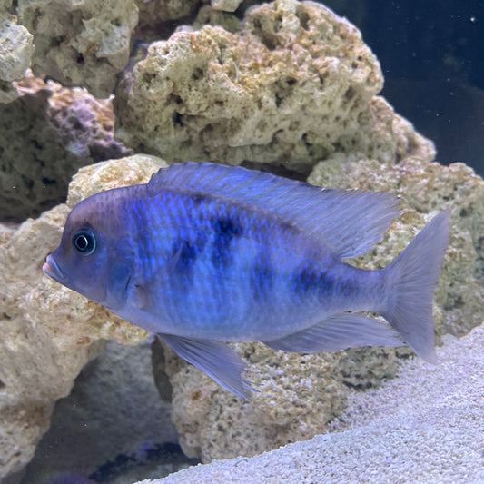 the-fish-farm African Cichlid Blue Moorii Cichlid - Blue Dolphin African Cichlid Blue Moorii - The Fish Farm