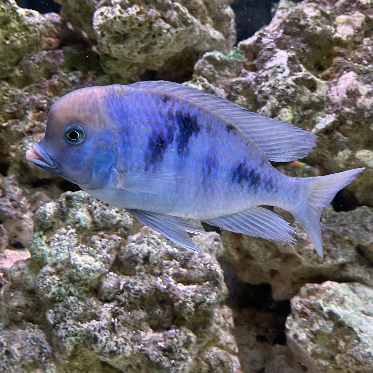 the-fish-farm African Cichlid Blue Moorii or Blue Dolphin African Cichlid Blue Moorii - The Fish Farm
