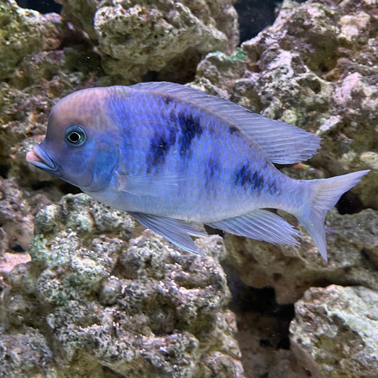 the-fish-farm African Cichlid Blue Moorii or Blue Dolphin African Cichlid Blue Moorii - The Fish Farm