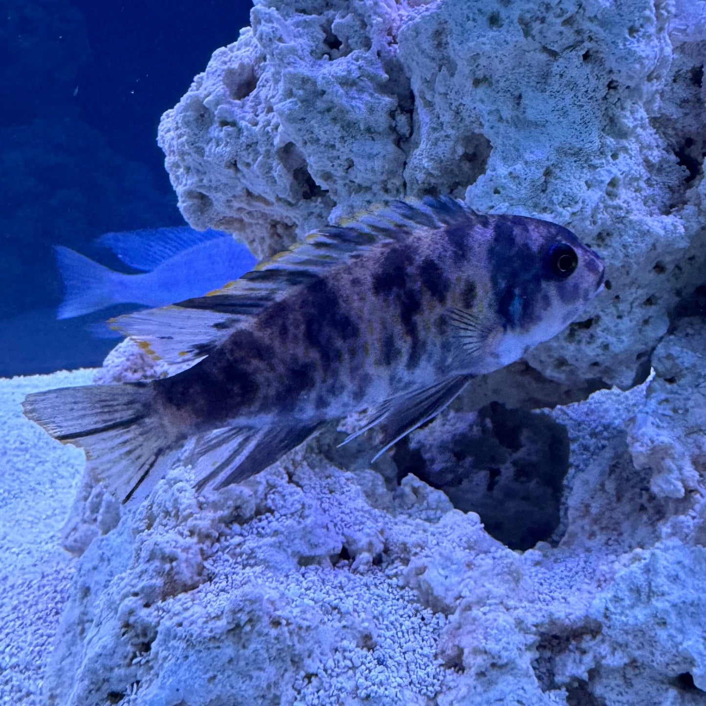 the-fish-farm African Cichlid Blueberry Zebra African Cichlid Blueberry Zebra Cichlid - The Fish Farm - Australia