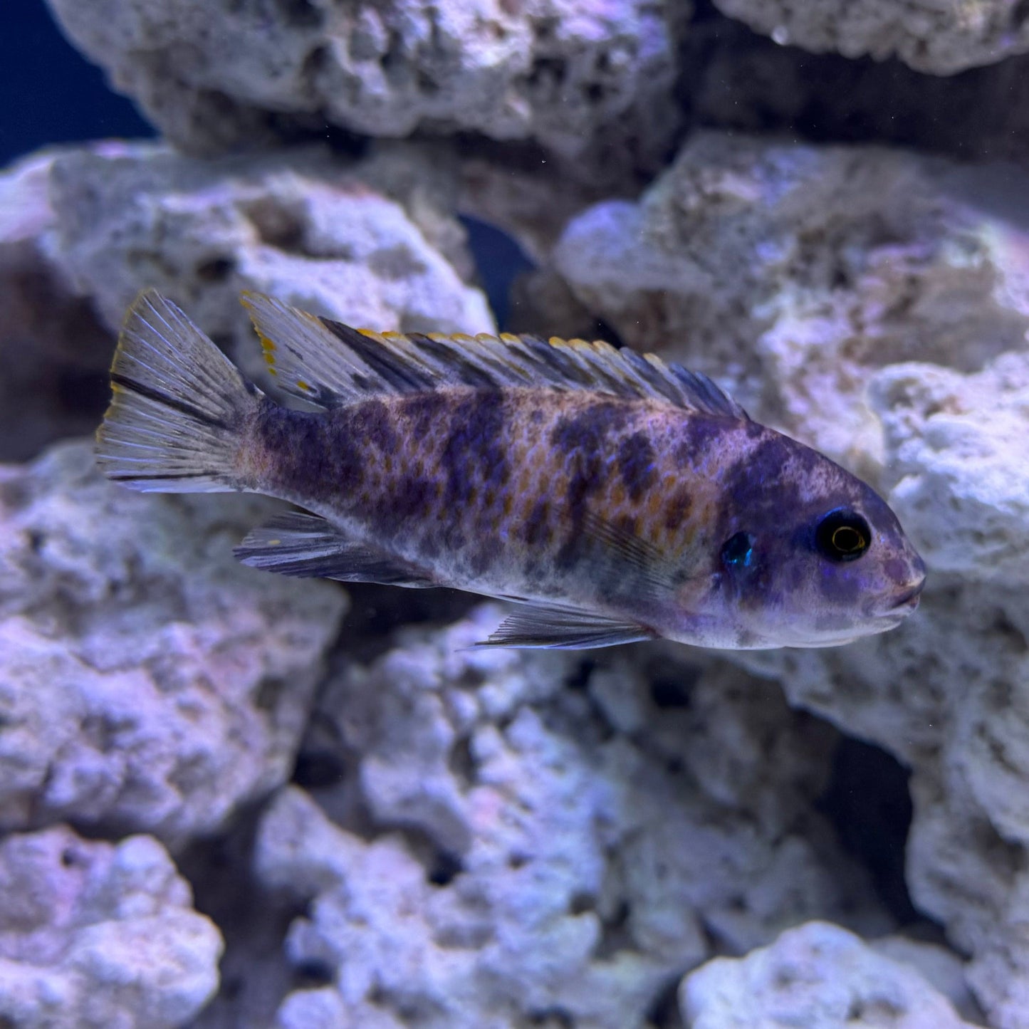 the-fish-farm African Cichlid Blueberry Zebra African Cichlid Blueberry Zebra Cichlid - The Fish Farm - Australia