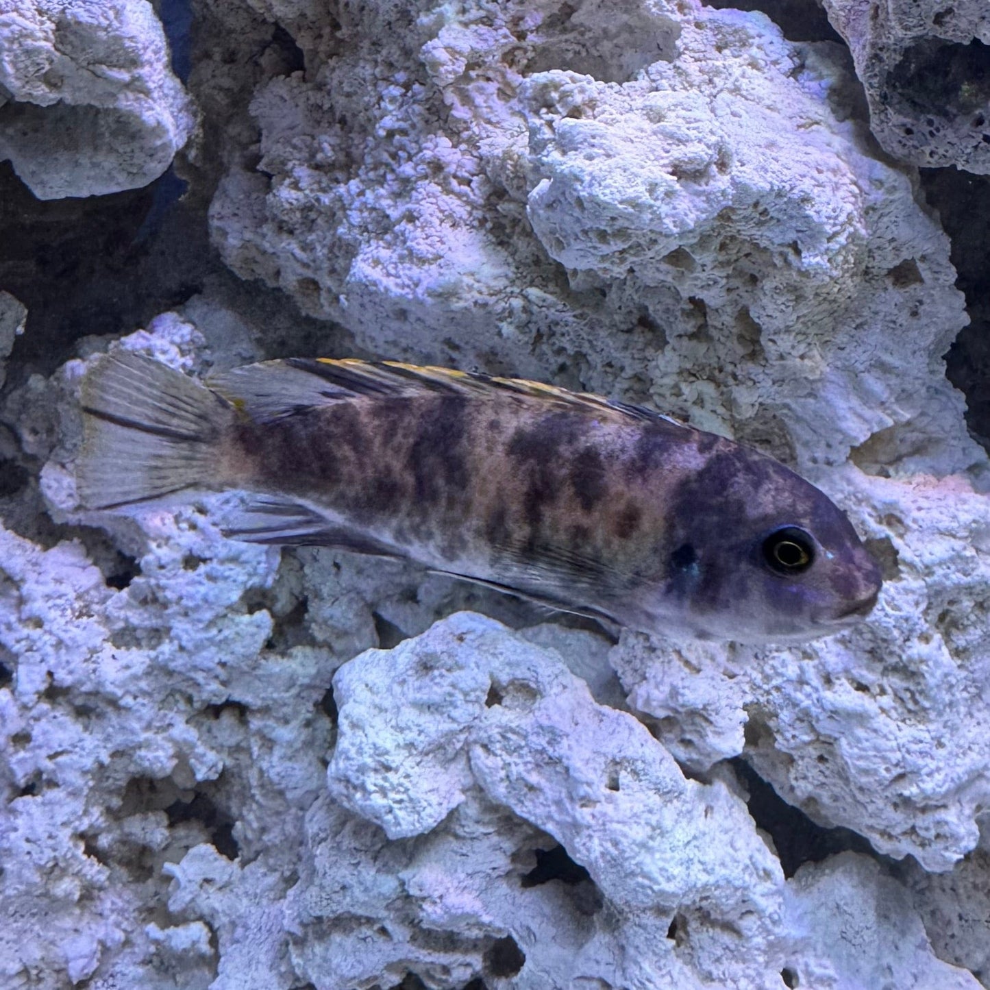 the-fish-farm African Cichlid Blueberry Zebra African Cichlid Blueberry Zebra Cichlid - The Fish Farm - Australia