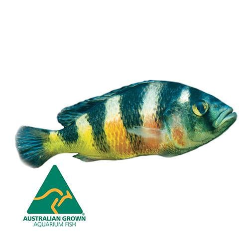 the-fish-farm African Cichlid Crimson Tide Cichlid Crimson Tide Cichlids - The Fish Farm
