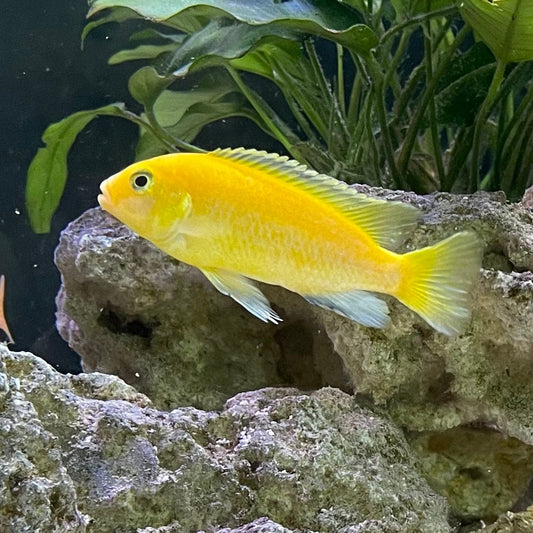 the-fish-farm African Cichlid Electric Yellow African Cichlid Electric Yellow Cichlid - The Fish Farm