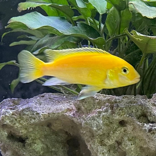 the-fish-farm African Cichlid Electric Yellow African Cichlid Electric Yellow Cichlid - The Fish Farm