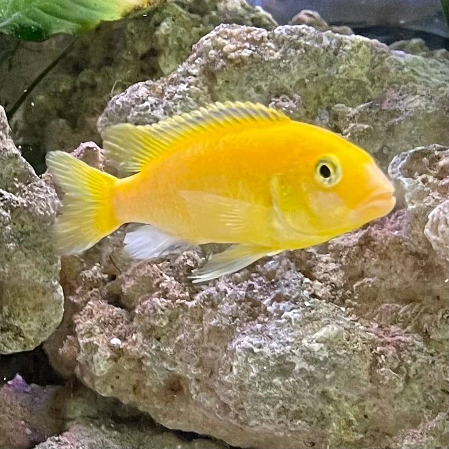 the-fish-farm African Cichlid Electric Yellow African Cichlid Electric Yellow Cichlid - The Fish Farm