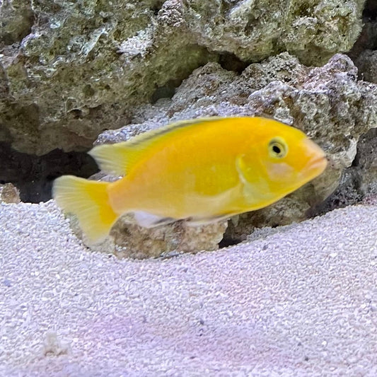 the-fish-farm African Cichlid Electric Yellow African Cichlid Electric Yellow Cichlid - The Fish Farm