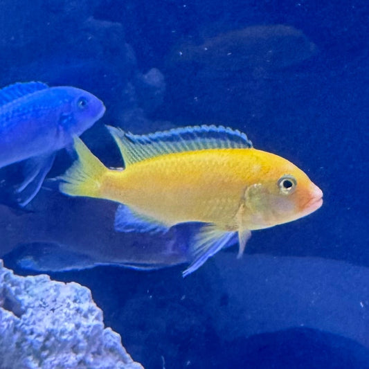 the-fish-farm African Cichlid Electric Yellow African Cichlid Electric Yellow Cichlid - The Fish Farm