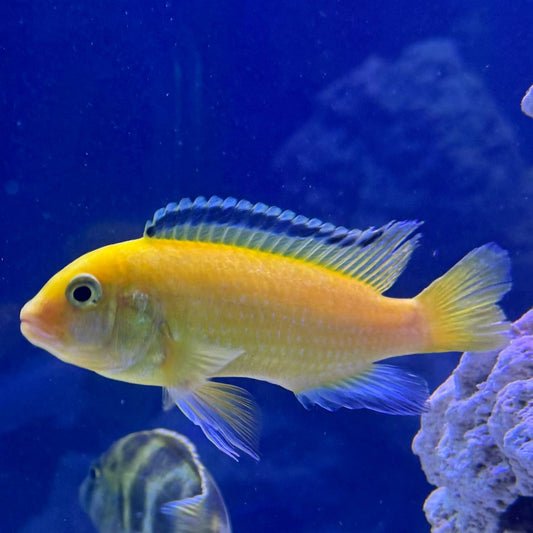 the-fish-farm African Cichlid Electric Yellow African Cichlid Electric Yellow Cichlid - The Fish Farm