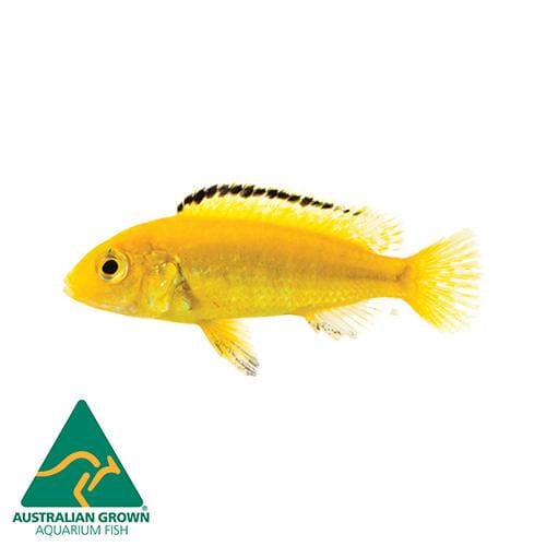 the-fish-farm African Cichlid Electric Yellow Cichlid Electric Yellow Cichlid - The Fish Farm