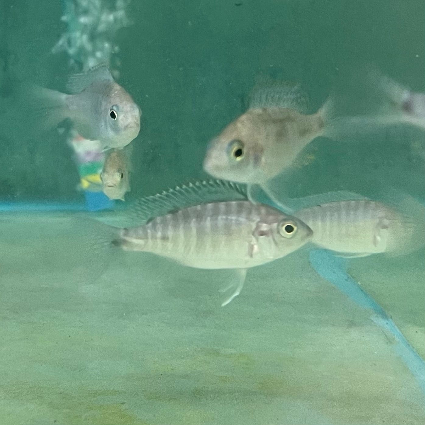 the-fish-farm African Cichlid Fort Maguire African Cichlid - Red Shouldered Peacock Fort Maguire African Cichlid - The Fish Farm - Australia