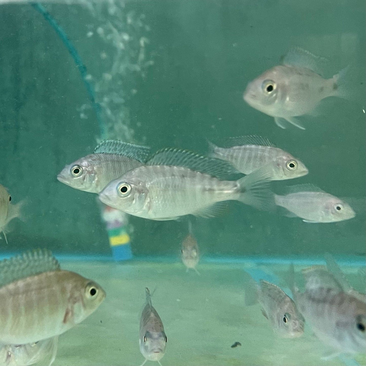 the-fish-farm African Cichlid Fort Maguire African Cichlid - Red Shouldered Peacock Fort Maguire African Cichlid - The Fish Farm - Australia