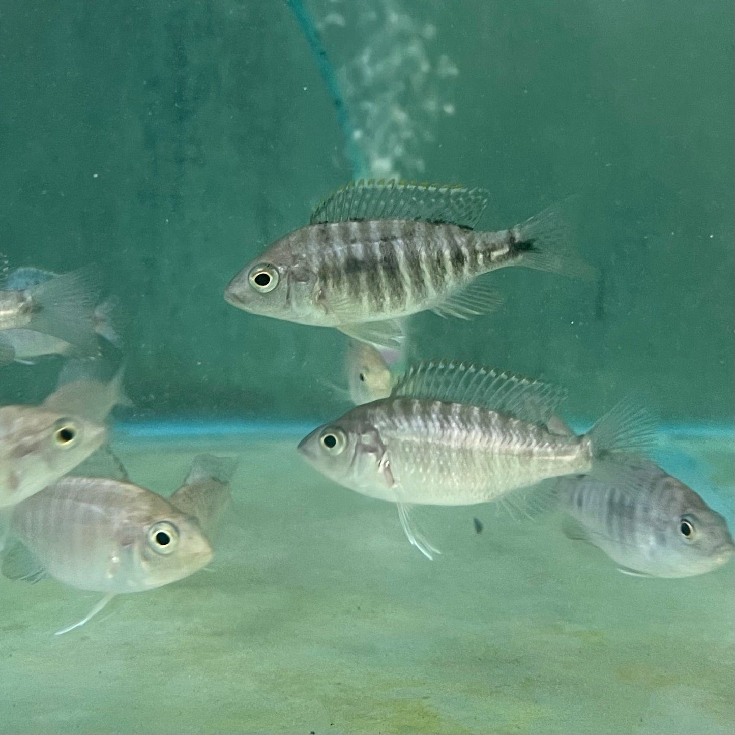 the-fish-farm African Cichlid Fort Maguire African Cichlid - Red Shouldered Peacock Fort Maguire African Cichlid - The Fish Farm - Australia