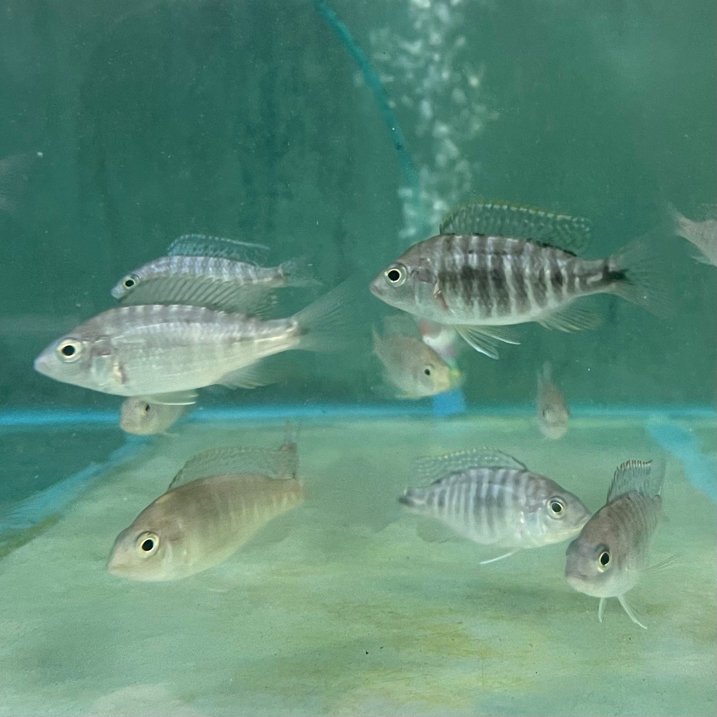 the-fish-farm African Cichlid Fort Maguire African Cichlid - Red Shouldered Peacock Fort Maguire African Cichlid - The Fish Farm - Australia