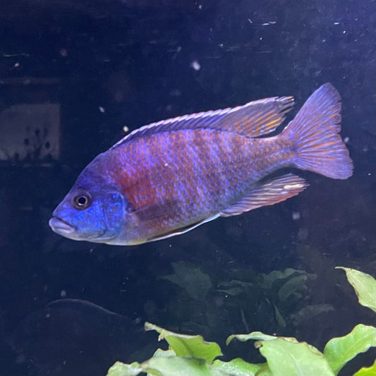 the-fish-farm African Cichlid Fort Maguire African Cichlid - Red Shouldered Peacock Fort Maguire African Cichlid - The Fish Farm - Australia